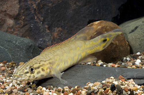 picture of Cobra Pike Cichlid Med                                                                               Crenicichla sp. var. Tapajos II