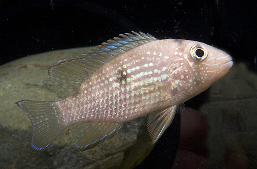 picture of Aequidens Coeruleopunctatus Cichlid Med                                                              Aequidens coeruleopunctatus