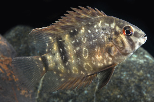 picture of Uaru Fernandezyepezi Cichlid Reg                                                                     Uaru fernandezyepezi