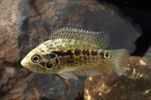 picture of Friedrichsthalii Cichlid Reg                                                                         Nandopsis friedrichsthalii