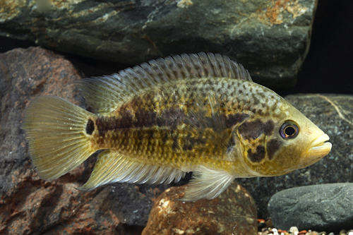 picture of Friedrichsthalii Cichlid Med                                                                         Nandopsis friedrichsthalii