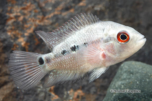 picture of Gold Trimaculatum Cichlid Reg                                                                        Amphilophus trimaculatus