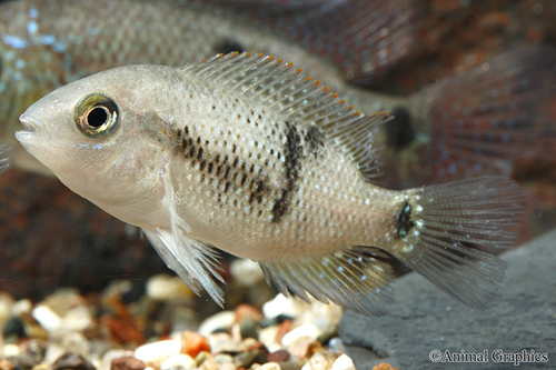 picture of Chuco Intermedius Cichlid Reg                                                                        Chuco intermedius