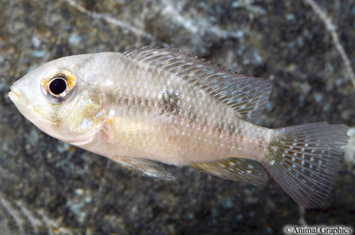 picture of Iporangensis Geoph. Brasiliansis Cichlid Reg                                                         Geophagus brasiliansis iporangensis