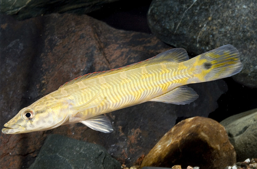 picture of Johanna Pike Cichlid Med                                                                             Crenicichla johanna