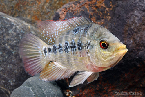 picture of Amphilophus Lyonsi Cichlid Med                                                                       Amphilophus lyonsi