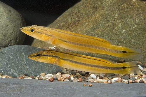 picture of Orange Pike Cichlid Sml                                                                              Crenicichla sp. var. Rio Xingu orange