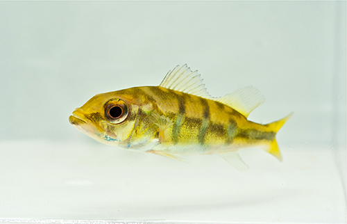 picture of Peacock Bass Orinocoensis Cichlid Sml                                                                Cichla orinocoensis