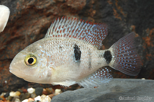 picture of Pinto Vieja Regani Cichlid Med                                                                       Vieja regani