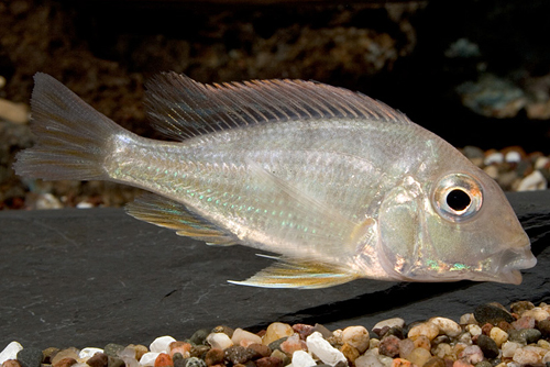 picture of Geophagus Proximus Cichlid Tank Raised Reg                                                           Geophagus proximus