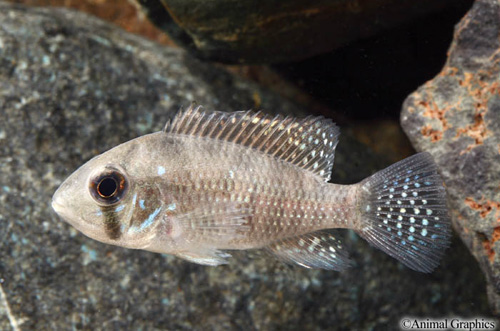 picture of Red Geophagus Brasiliensis Cichlid Reg                                                               Geophagus brasiliensis 'Red'