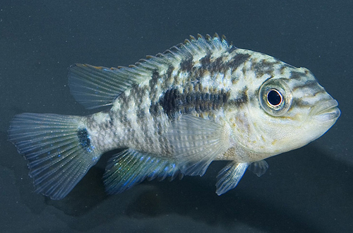 picture of Red Dot Nandopsis Grammodes Cichlid Sml                                                              Nandopsis grammodes