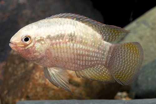 picture of Redbreast Curvicepts Cichlid Reg                                                                     Laetacara dorsigera