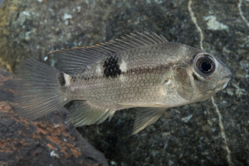 picture of Tetramerus Cichlid Med                                                                               Aequidens tetramerus