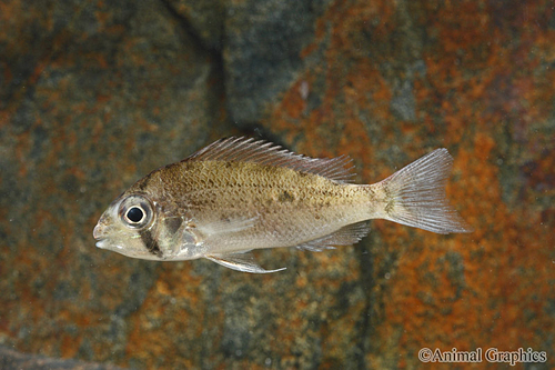 picture of Biotodoma Wavrini Cichlid Reg                                                                        Biotodoma wavrini