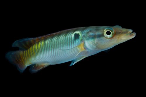 picture of Zebra Pike Cichlid Reg                                                                               Crenicichla zebrina