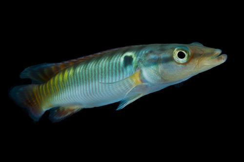 picture of Zebra Pike Cichlid Med                                                                               Crenicichla zebrina