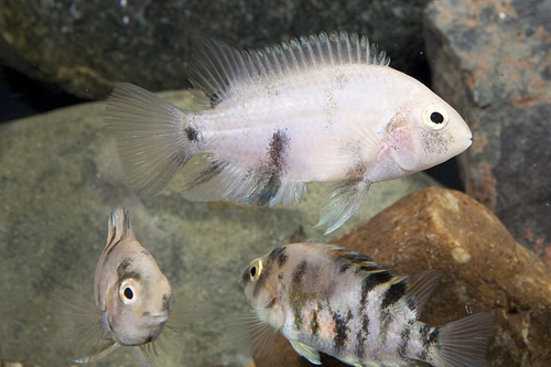 picture of Calico Convict Cichlid Med                                                                           Archocentrus nigrofasciatus