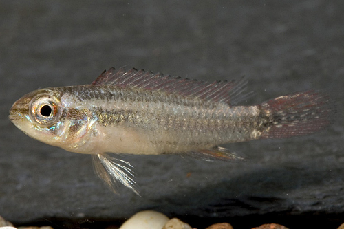 picture of Taeniacara Candida Cichlid Reg                                                                       Taeniacara candidi