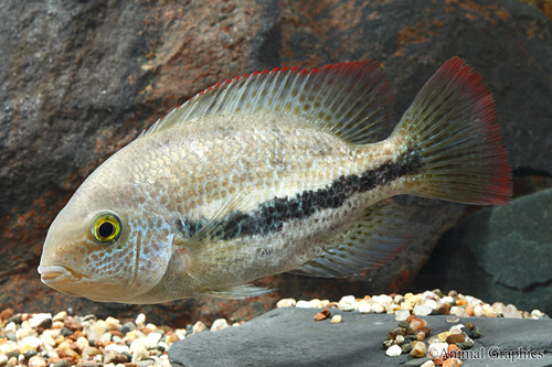 picture of Vieja Zonatus Cichlid M/L                                                                            Vieja zonatus