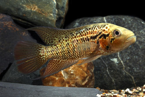 picture of Red Tiger Motaguense Cichlid Sml                                                                     Parachromis motaguensis