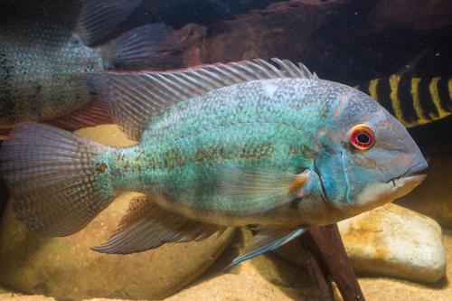 picture of True Parrot Cichlid Sml                                                                              Hoplarchus psittacus