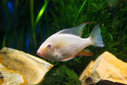 Albino Acarichthys heckelii Cichlid in an aquarium