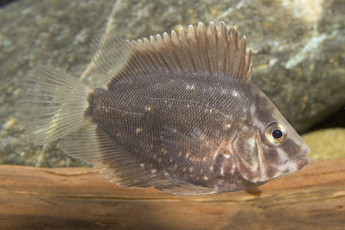 picture of Uaru Cichlid Tank Raised Reg                                                                         Uaru amphiacanthoides