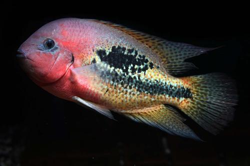 picture of Bifasciatus Cichlid F1 Rio Chacamax Reg                                                              Vieja bifasciatus