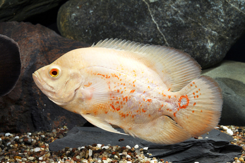 picture of Albino Tiger Oscar M/L                                                                               Astronotus ocellatus 'Albino Tiger'