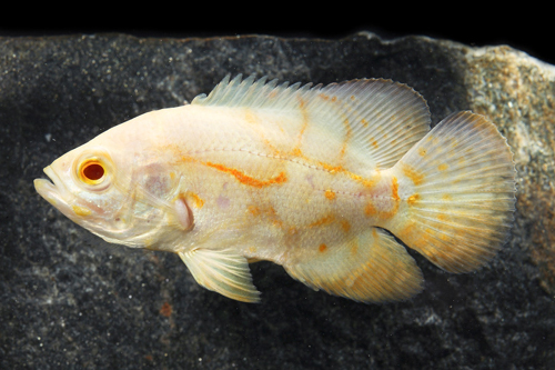 picture of Albino Tiger Oscar Xlg                                                                               Astronotus ocellatus 'Albino Tiger'