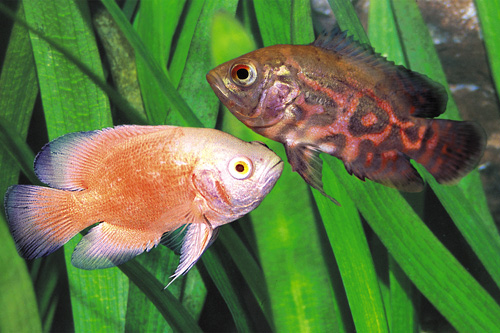 picture of Assorted Oscar M/L                                                                                   Astronotus ocellatus