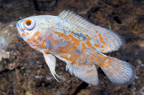 picture of Blueberry Oscar Reg                                                                                  Astronotus ocellatus