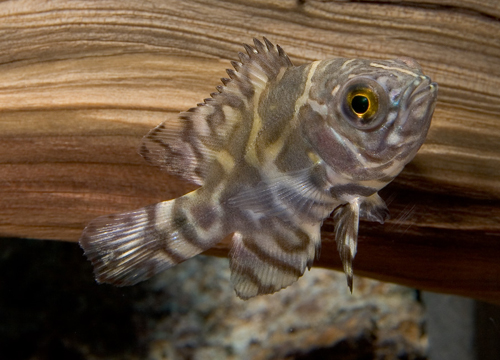 picture of Common Oscar Reg                                                                                     Astronotus ocellatus