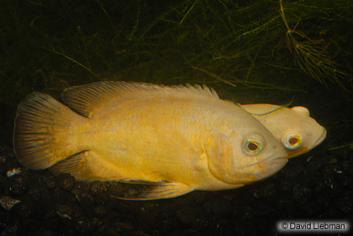 picture of Lemon Oscar M/S                                                                                      Astronotus ocellatus