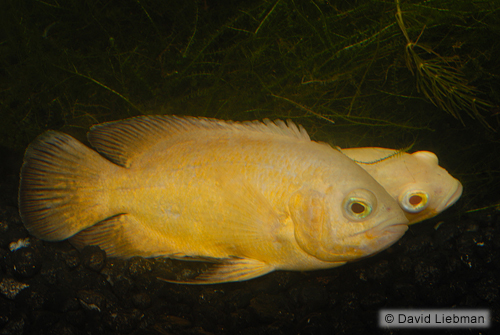 picture of Lemon Oscar Med                                                                                      Astronotus ocellatus