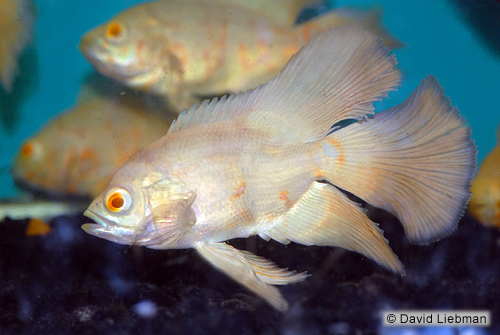 picture of Albino Longfin Tiger Oscar Reg                                                                       Astronotus ocellatus 'Albino Longfin Tiger'