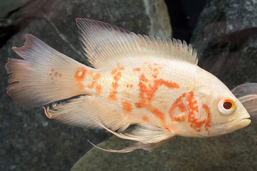 picture of Albino Longfin Tiger Oscar Med                                                                       Astronotus ocellatus 'Albino Longfin Tiger'