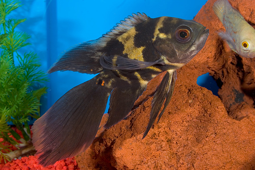 picture of Longfin Tiger Oscar Reg                                                                              Astronotus ocellatus