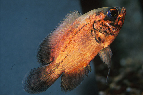 picture of Red Oscar Reg                                                                                        Astronotus ocellatus