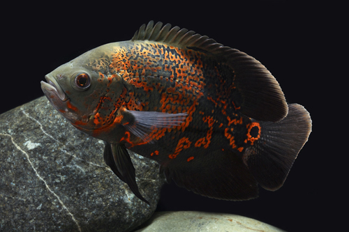 picture of Tiger Oscar Reg                                                                                      Astronotus ocellatus