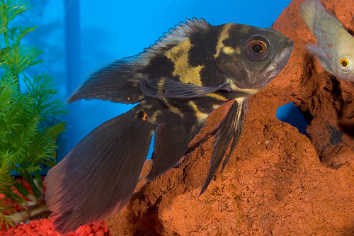 picture of Longfin Oscar Sml                                                                                    Astronotus ocellatus 'Longfin'