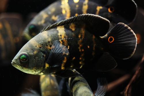 picture of Oscar Wild Sml                                                                                       Astronotus ocellatus