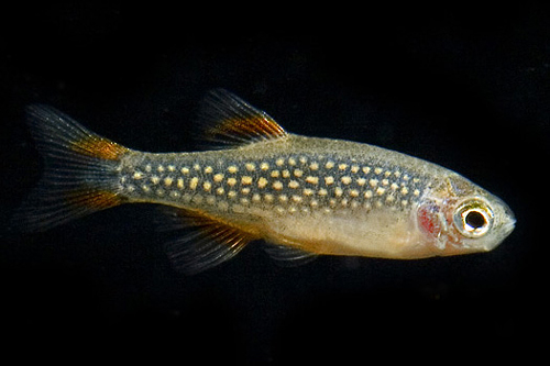 picture of Celestial Pearl Danio Sml                                                                            Danio maragaritatus