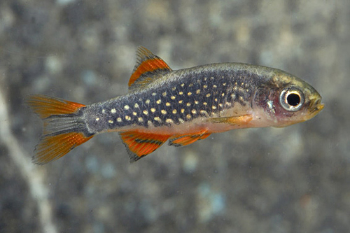 picture of Celestial Pearl Danio Med                                                                            Danio maragaritatus