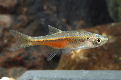 picture of Fireline Danio Reg                                                                                   Devario sondhii