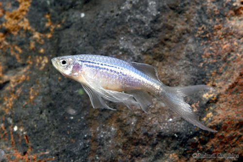 picture of Longfin Blue Danio Lrg                                                                               Brachydanio frankei 'Blue'