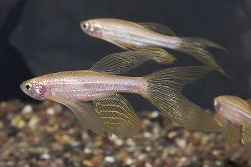 picture of Longfin Gold Zebra Danio Sml                                                                         Brachydanio rerio