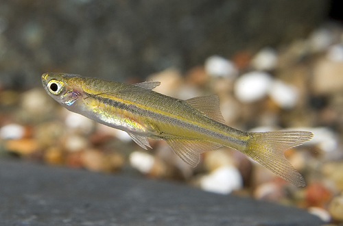 picture of Orange Chela Danio Reg                                                                               Neochela dadyburjori