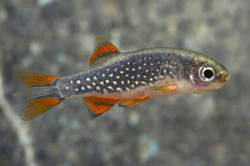 picture of Celestial Pearl Danio Male Sml                                                                       Danio margaritatus